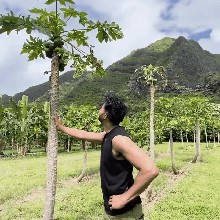 Checking the papaya trees